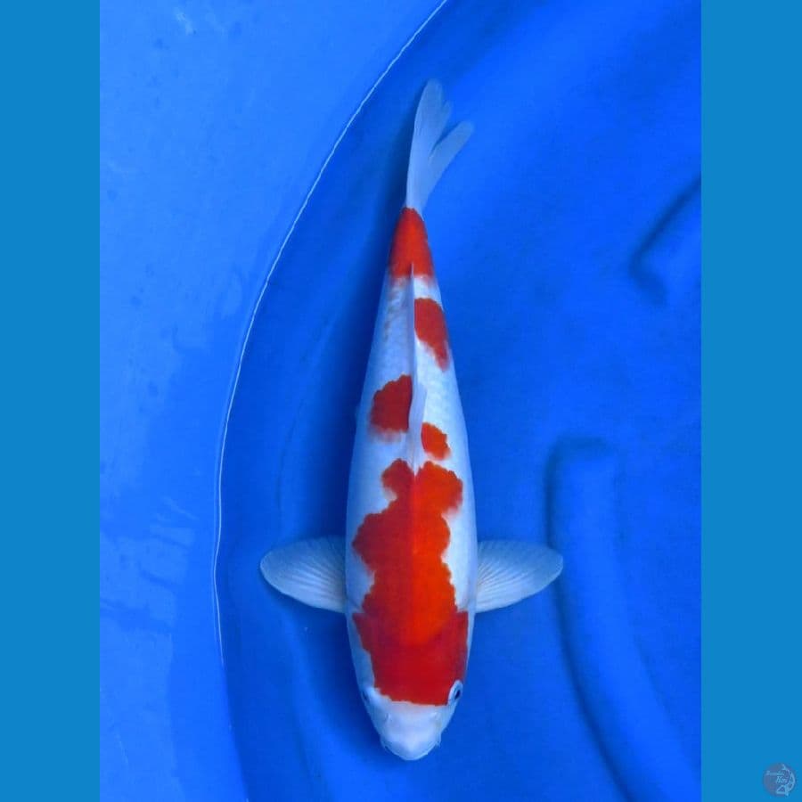 43cm , Male Kohaku F1 