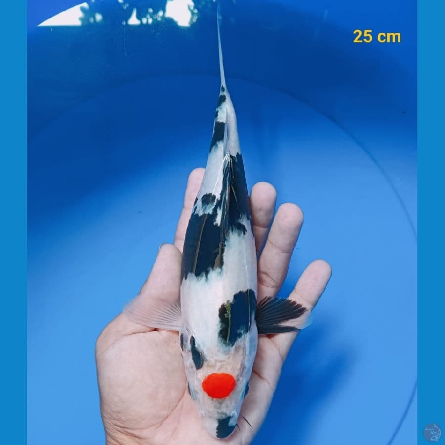 Tancho showa 25 cm