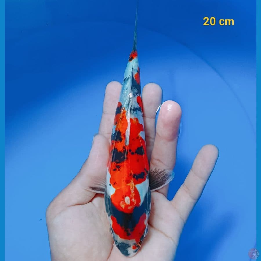 showa doit 20 cm