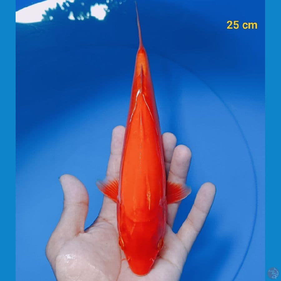 Benigoi doit tembus 25 cm