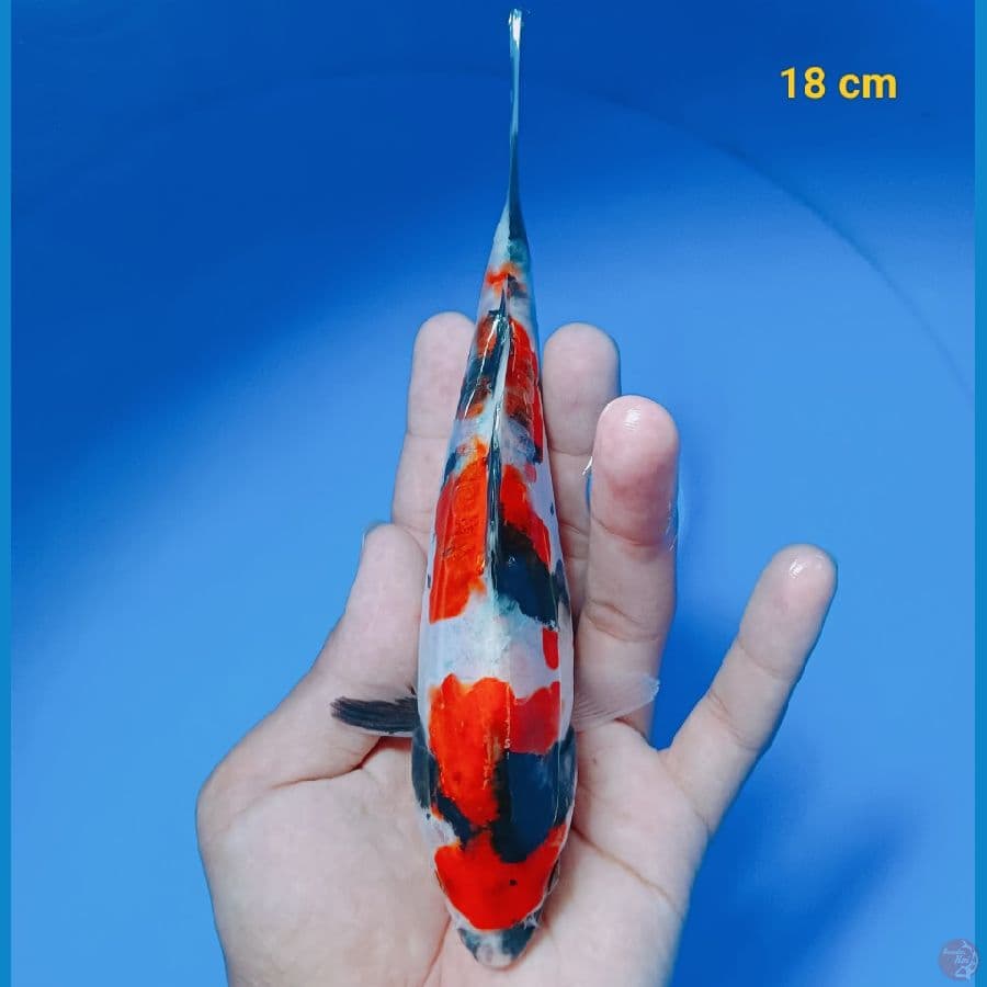 showa doit 18 cm