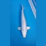 Platinum Ginrin F43cm