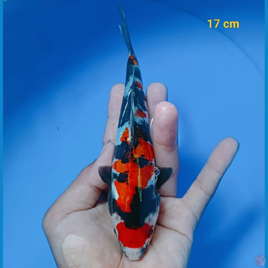 showa doit 17 cm