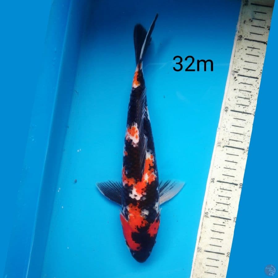 SHOWA SANSOKU, 32cm MALE