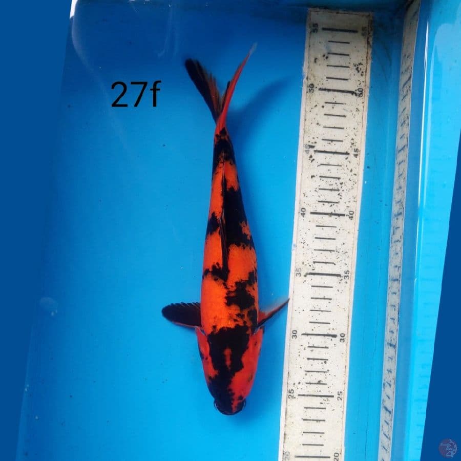 HI UTSURI, 27CM FEMALE