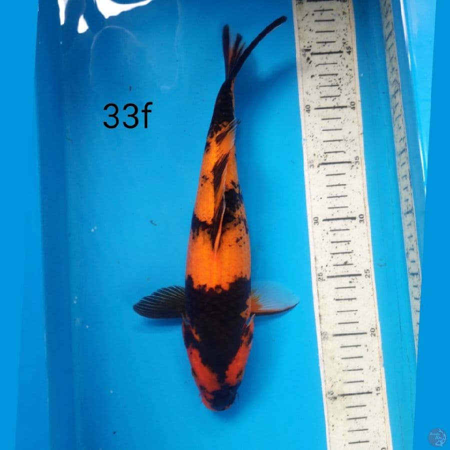 HI UTSURI, 33CM FEMALE
