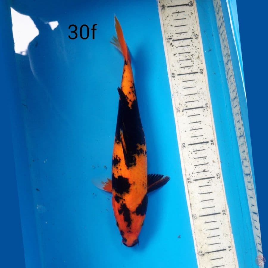 HI UTSURI, 30cm FEMALE