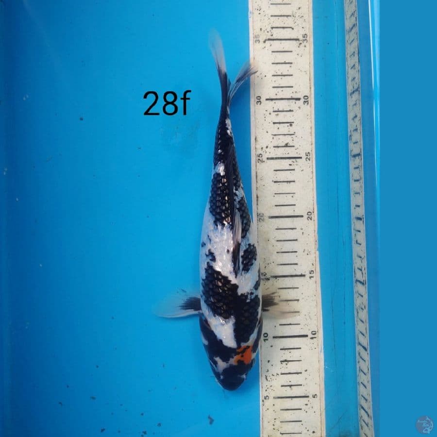 TC SHOWA GINRIN, 28cm FEMALE