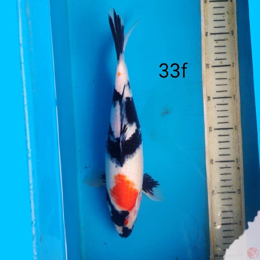 SHOWA, 33CM FEMALE
