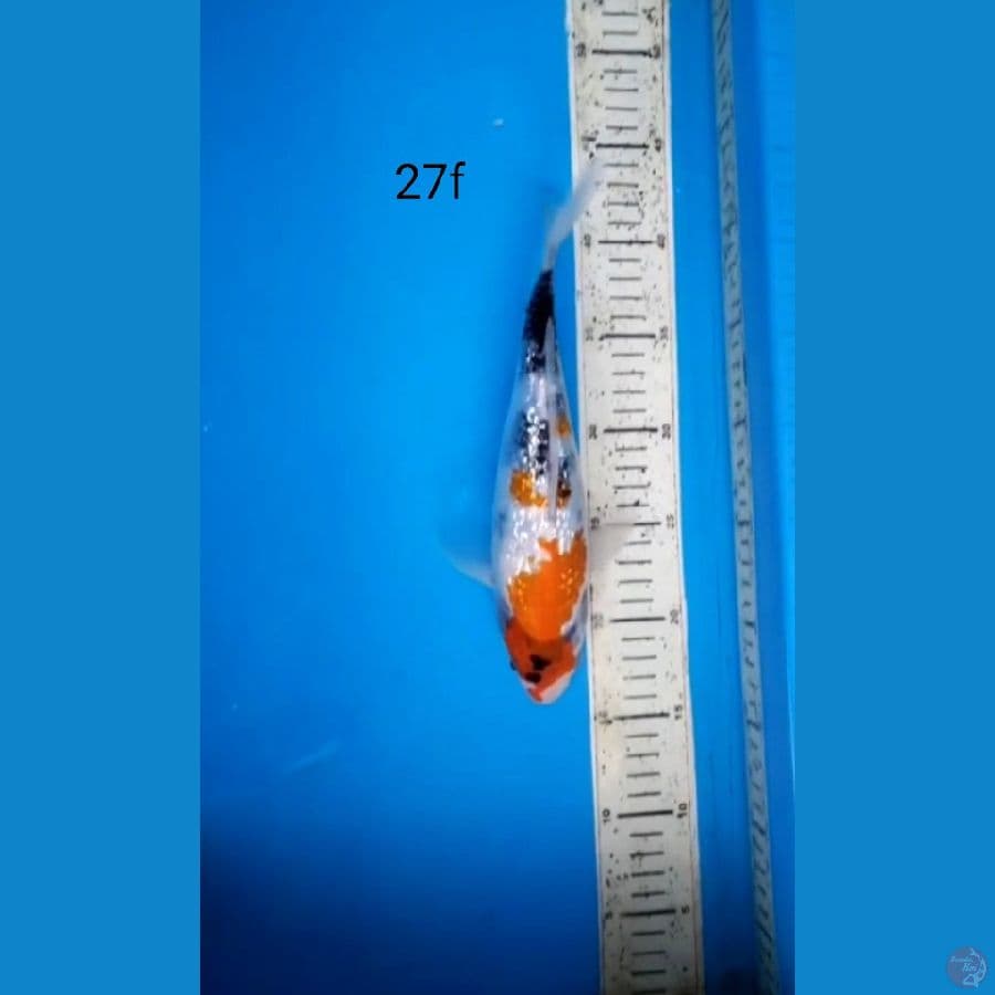 SHOWA GINRIN, 27cm female