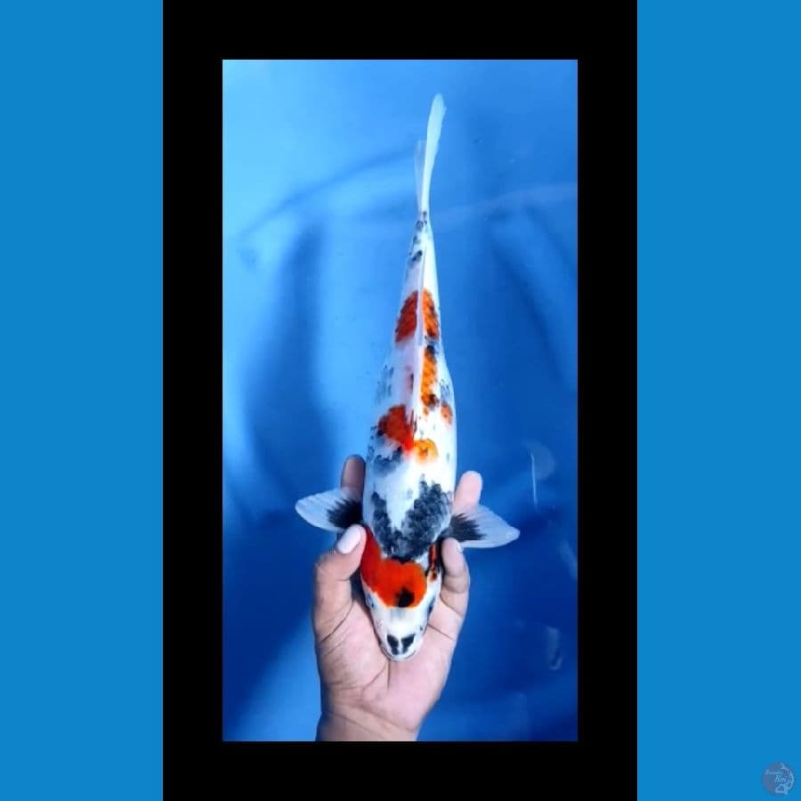 SHOWA #34cm female