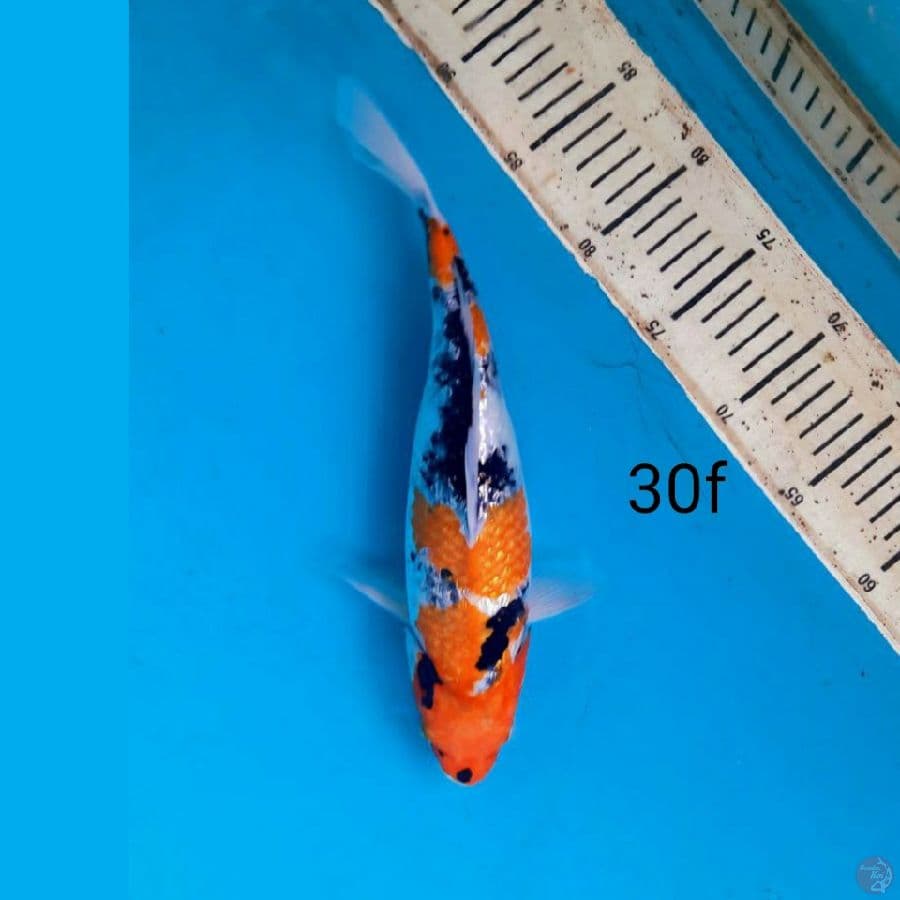 SHOWA GINRIN, 30cm female