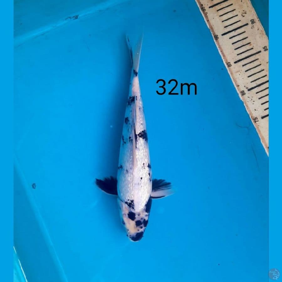 SSHIRO GINRIN, 32cm male