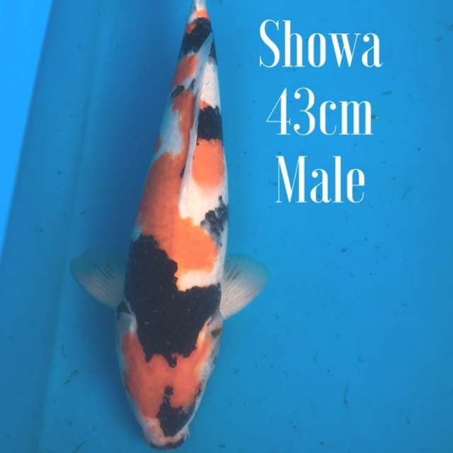 Showa Super 40bu Male