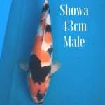 Showa Super 40bu Male