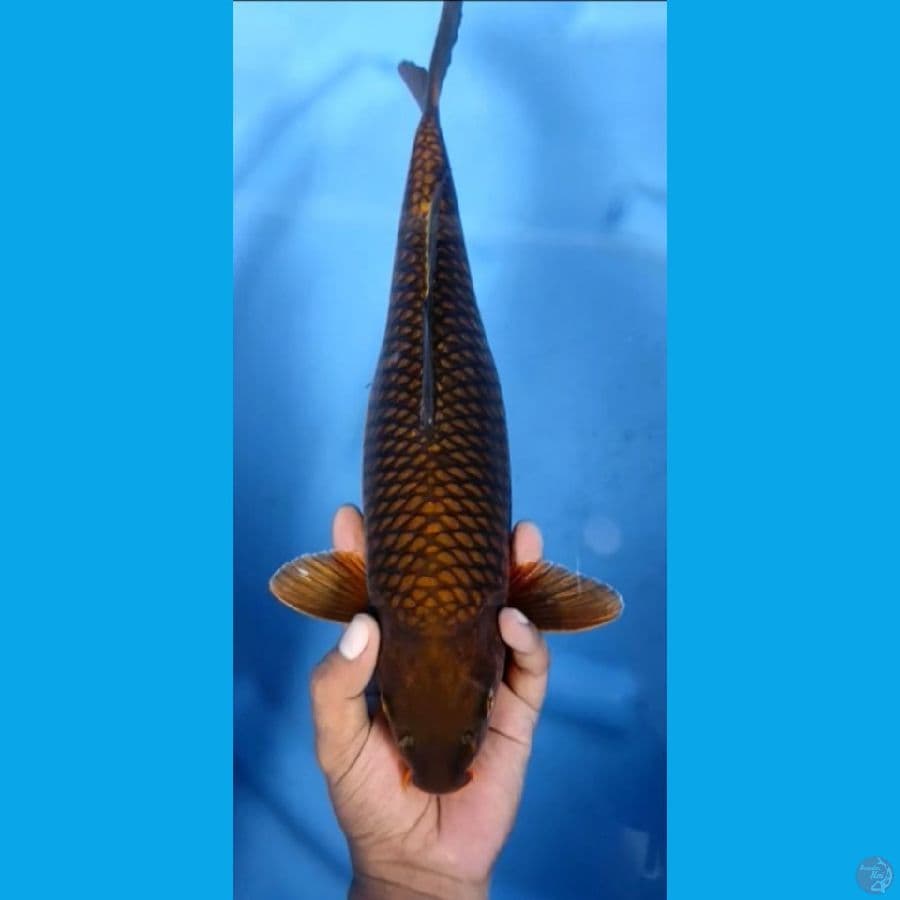 CHAGOI JARING TEBAL #39cm