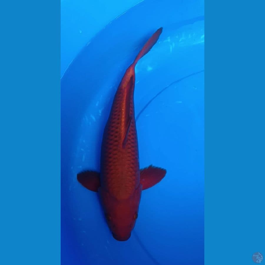 cagoi merah 36 cm
