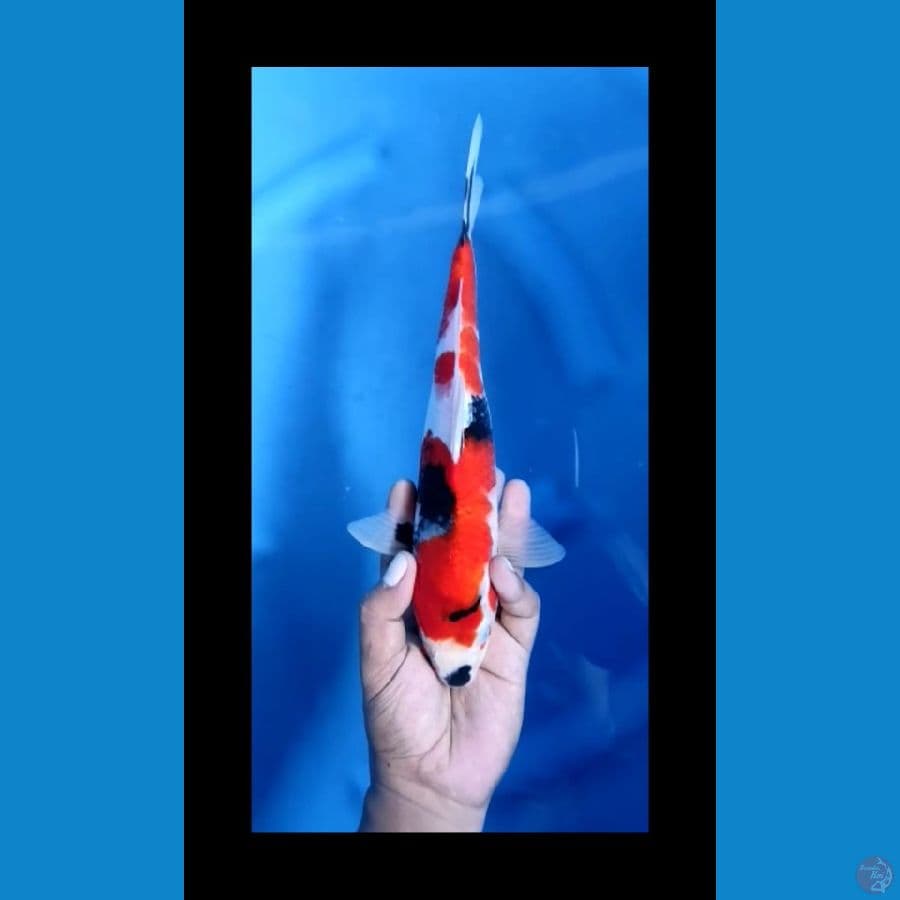 SHOWA mantap #29cm jantan