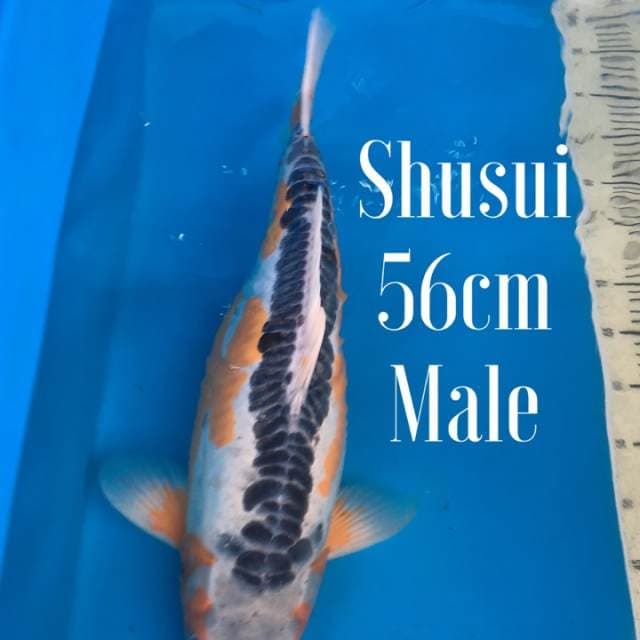 Shusui 56cm Male