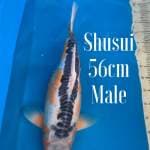 Shusui 56cm Male