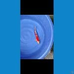 kohaku doitsu 37cm BU