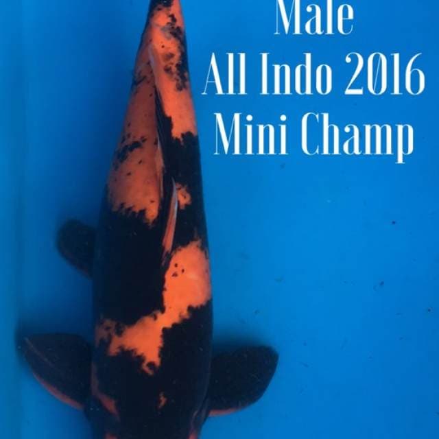 Hi utsuri super red 51cm Male