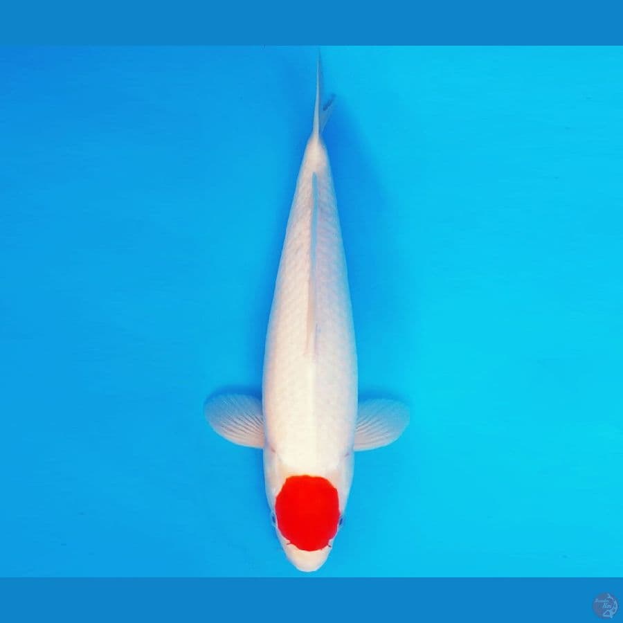 SONATA 9 ~ TANCHO 39 cm/male ™