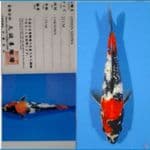 Showa Ginrin Marusei 30 cm