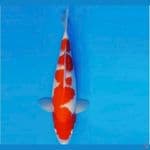 kohaku 45 bu