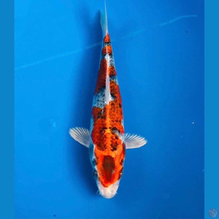 goshiki 20cm