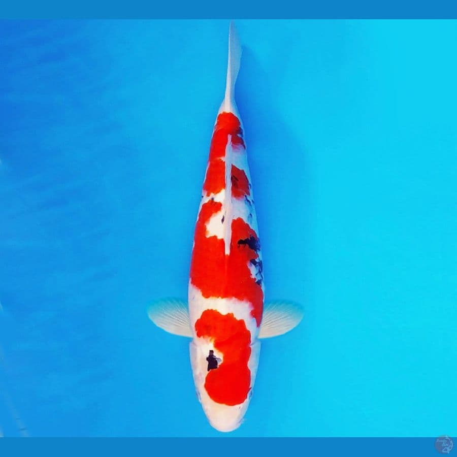 SONATA 17 ~ SANKE 36 cm/male ™