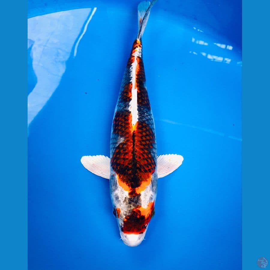 sochikubai 30cm
