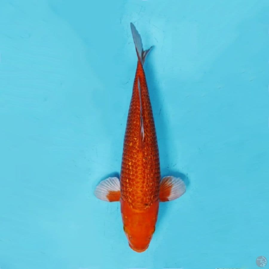 ٢ Caramel full ginrin siap show 45cm male