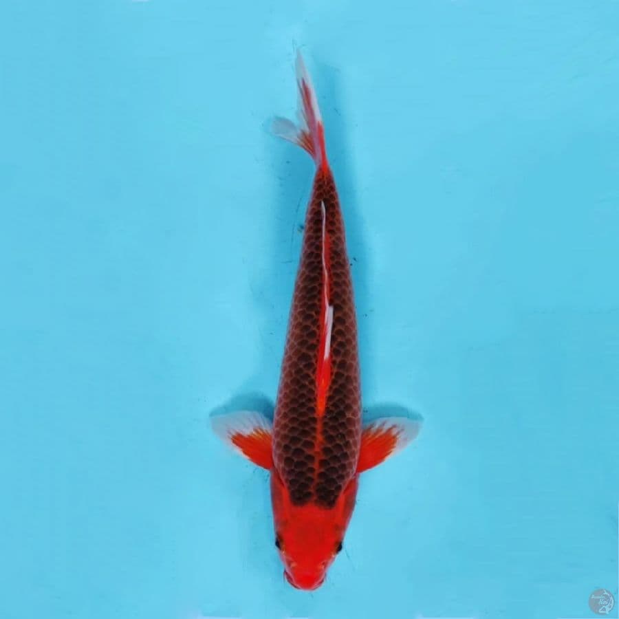 ٣ AKA MATSUBA SIAP SHOW 38CM MALE