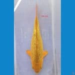 karasi ginrin 24 cm 