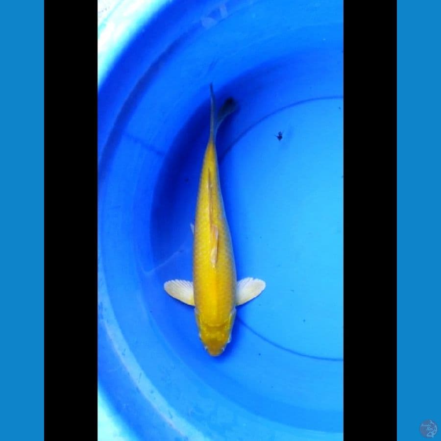 Karashi male mata merah 36 cm