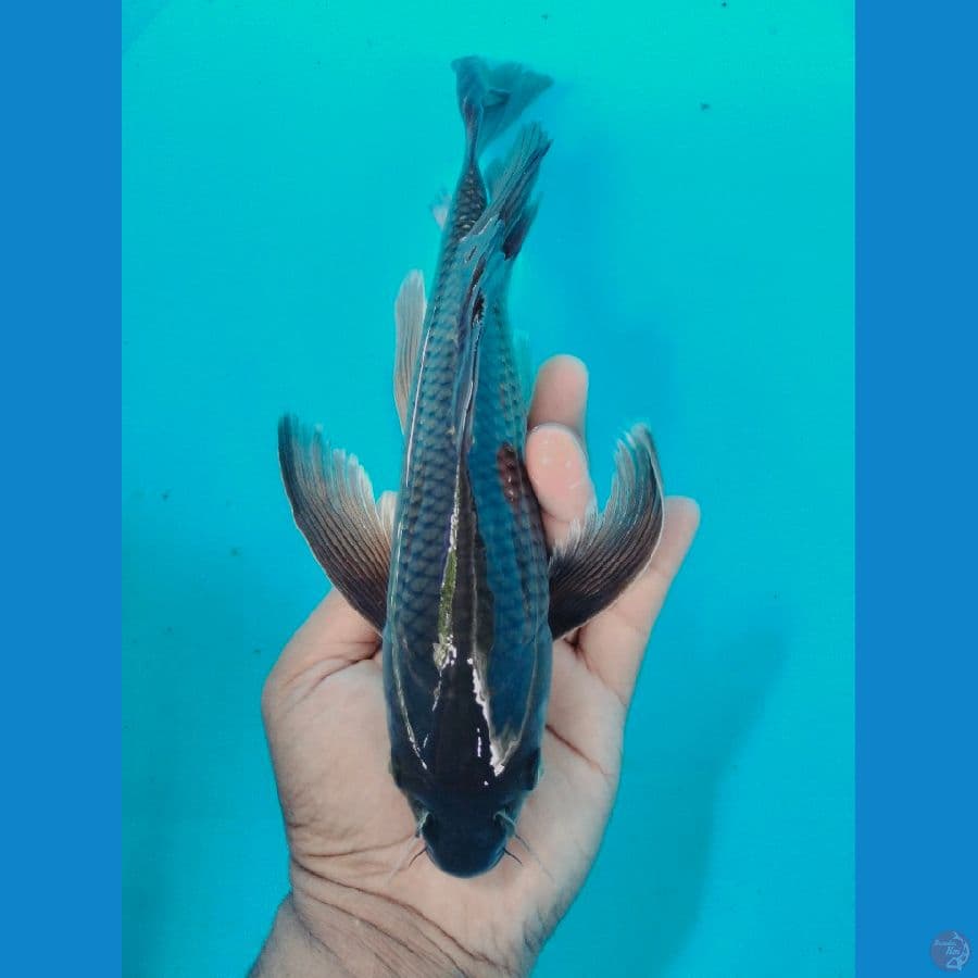 Sorogoi Sleyer 23CM