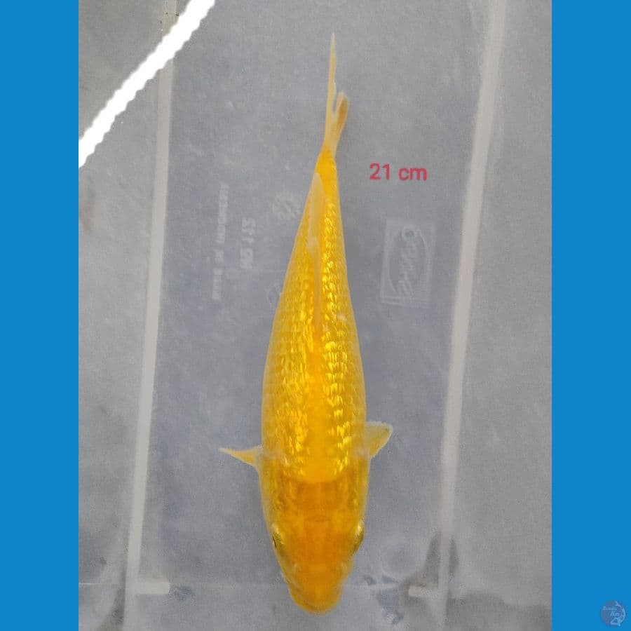 KARASI GINRIN 21 cm 