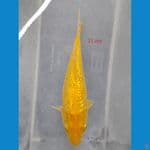 KARASI GINRIN 21 cm 