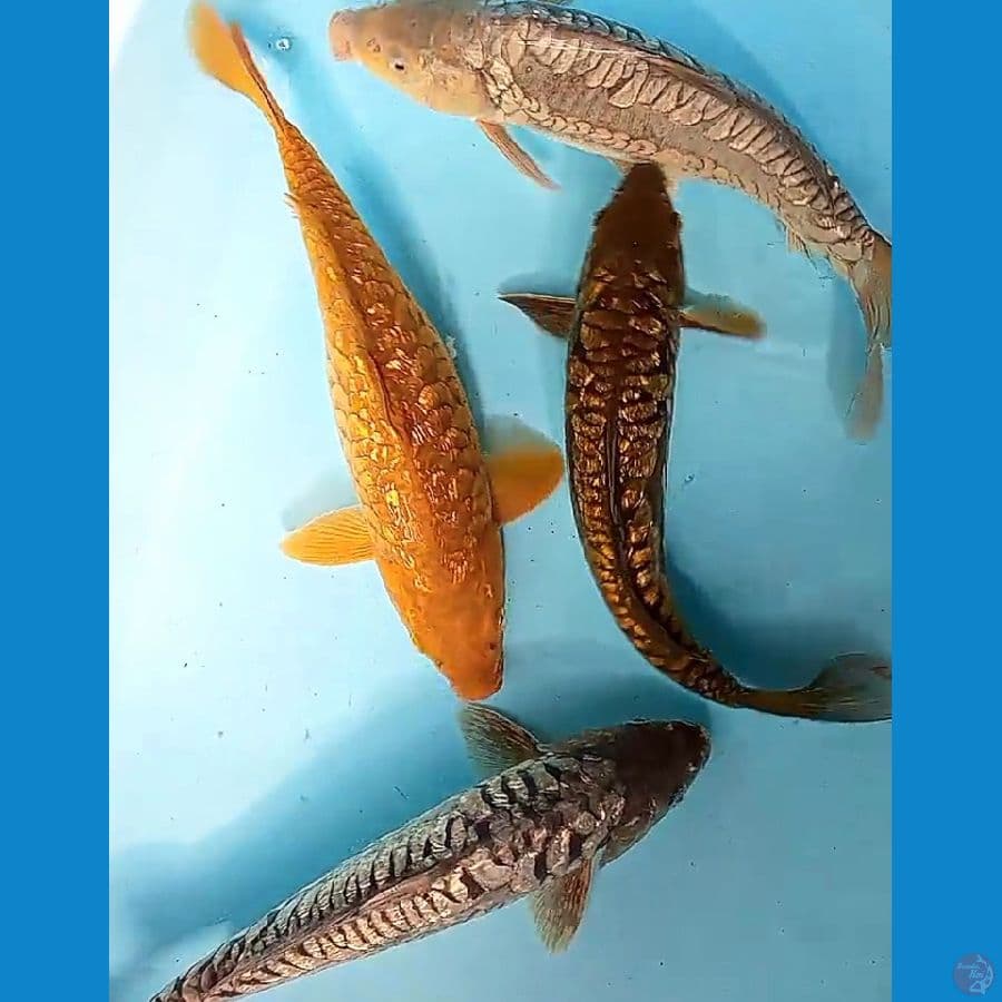 mix 4 aragoke ginrin 32-34 cm