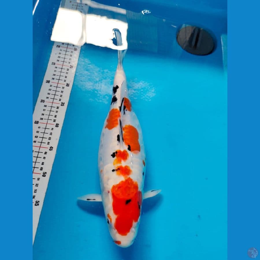 aragoke sanke 36cm