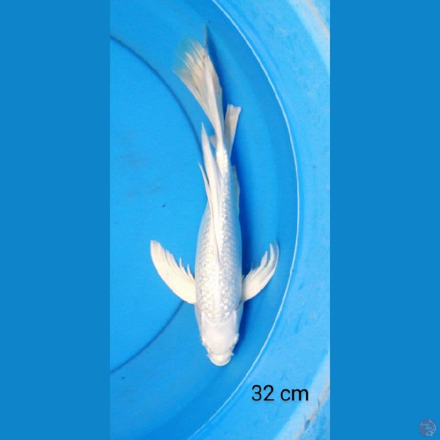 slayer platinum ginrin 32 cm