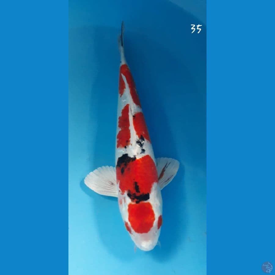 sanke hikari 35cm