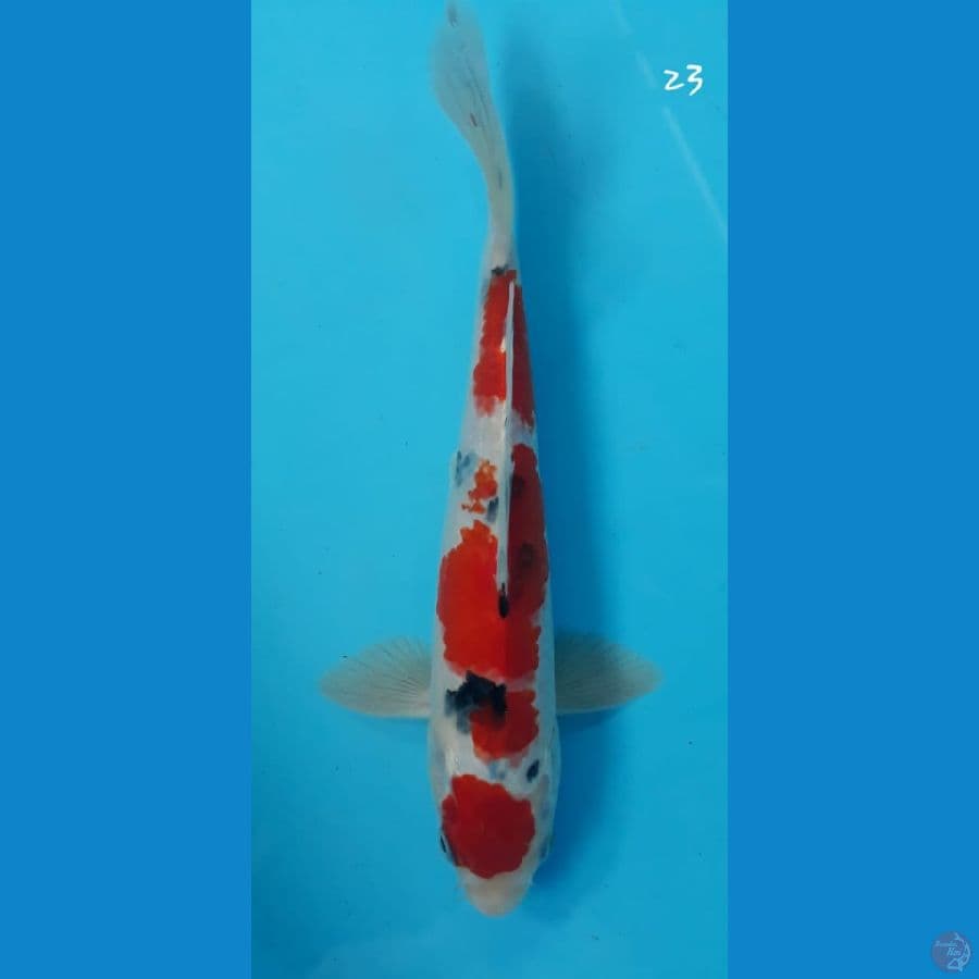 sanke 23cm