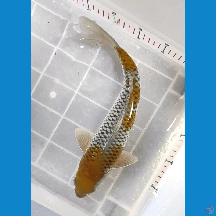 38cm
