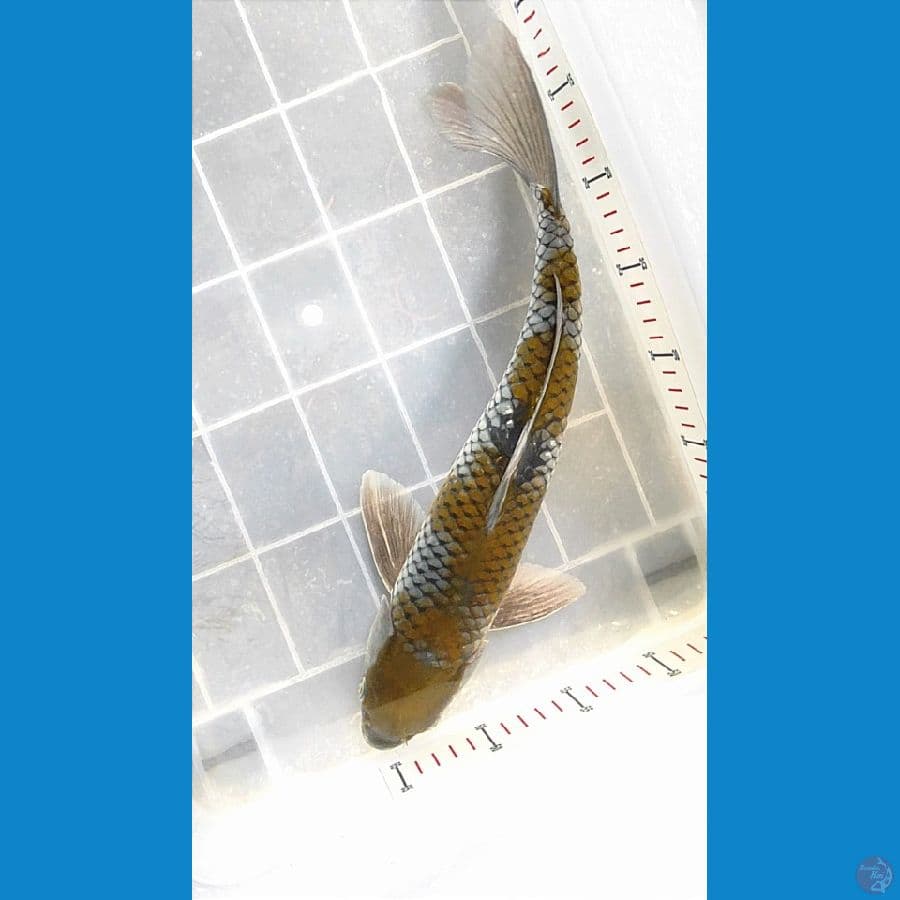 Male 40cm