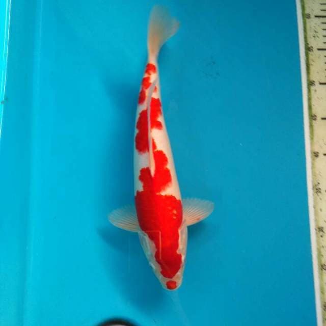 Kohaku 36cm