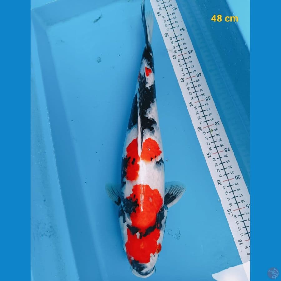 male 48 cm