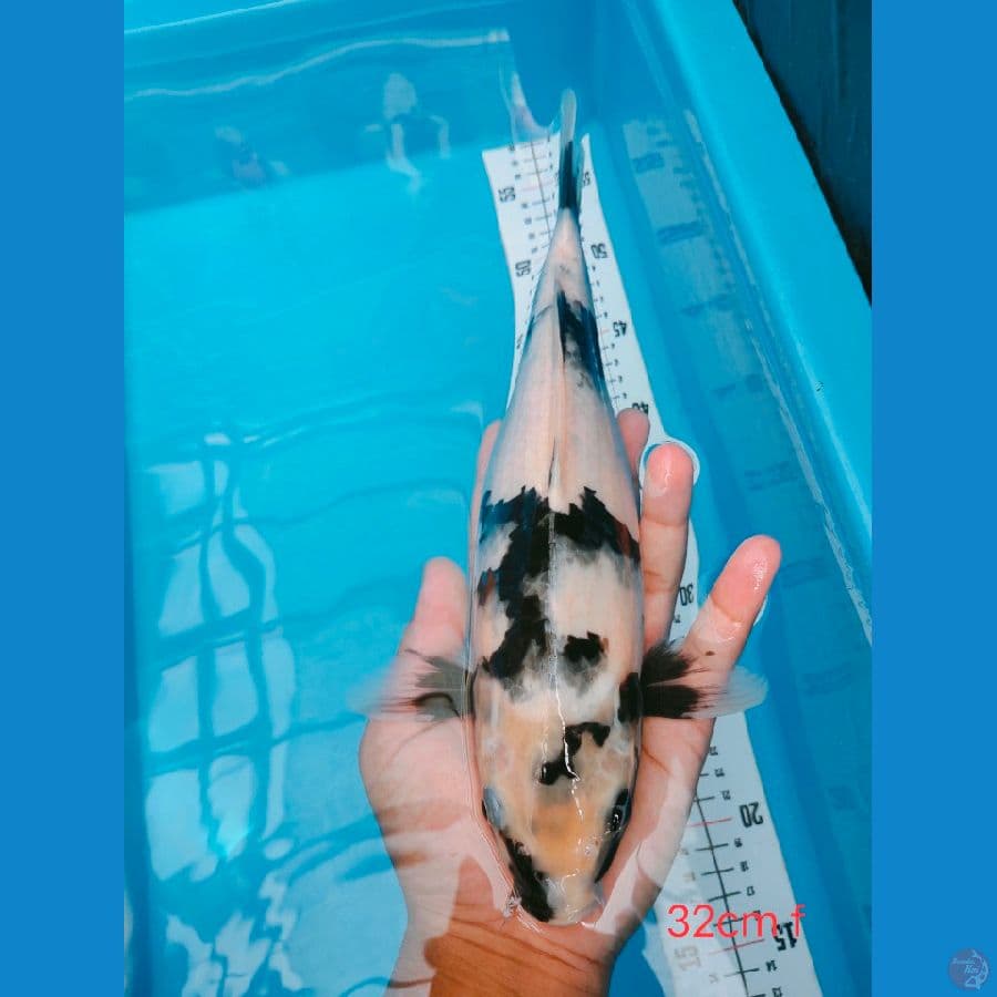 SHIRO CANTIK 32 CM FEMALE