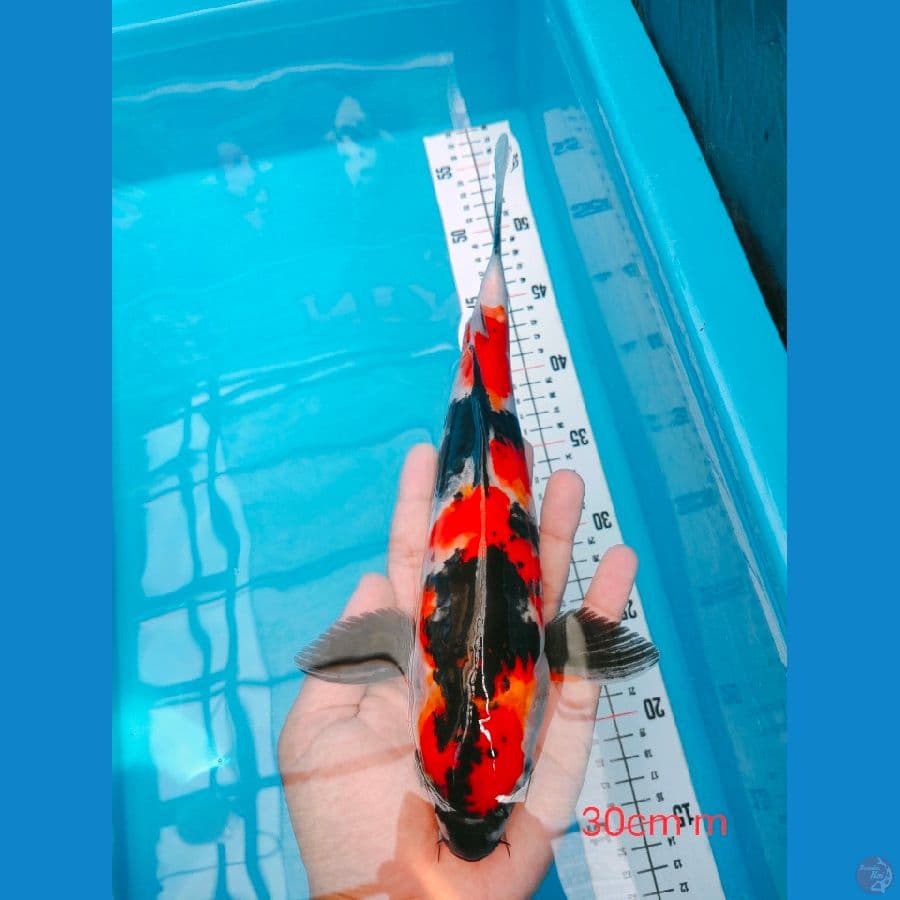 SHOWA TOP 30 CM MALE